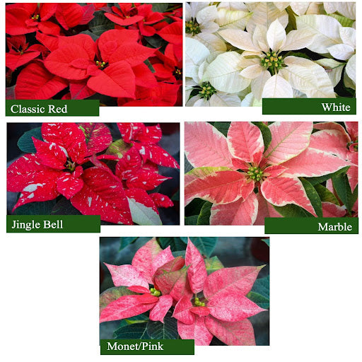 Holiday Poinsettias