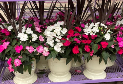 Colorful Combinations: Assortment of Begonias, Petunias & Others in Garden Urn