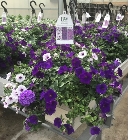 The Proven Winners Hanging Basket