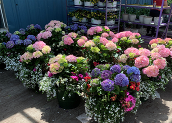 The Patio Hydrangea Garden